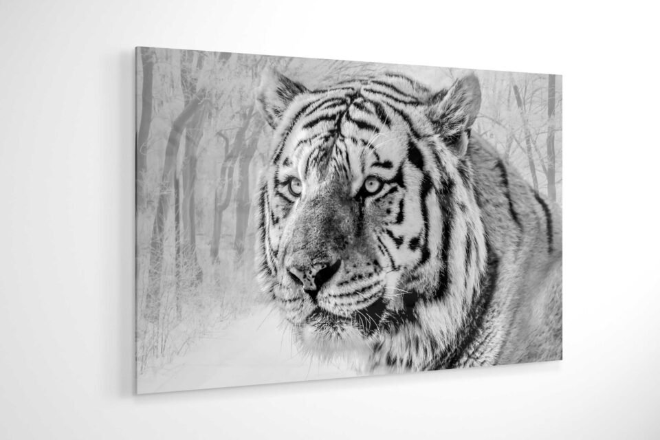 Glass Wall Art - Snow Tiger
