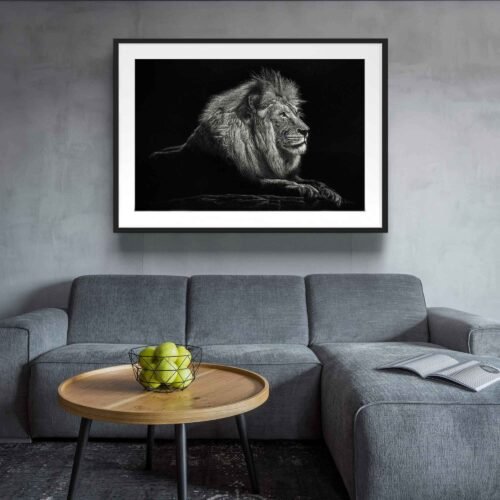 Lion on Rock - Framed Photo Prints