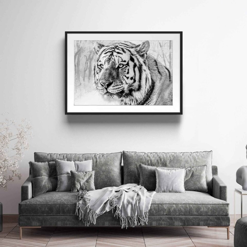 Snow Tiger - Framed Photo Prints