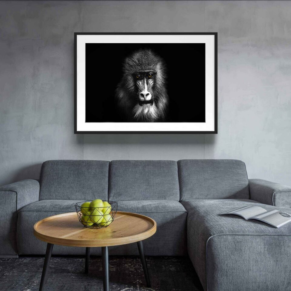 Baboon Portrait - Framed Photo Prints
